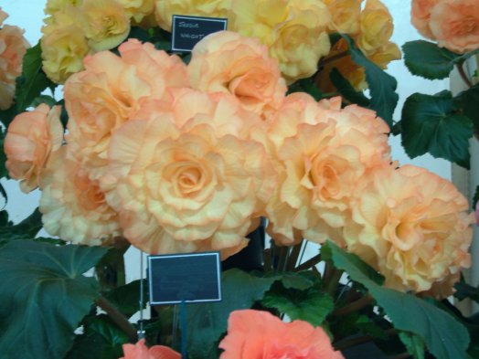 B. ‘Jessie Wright’